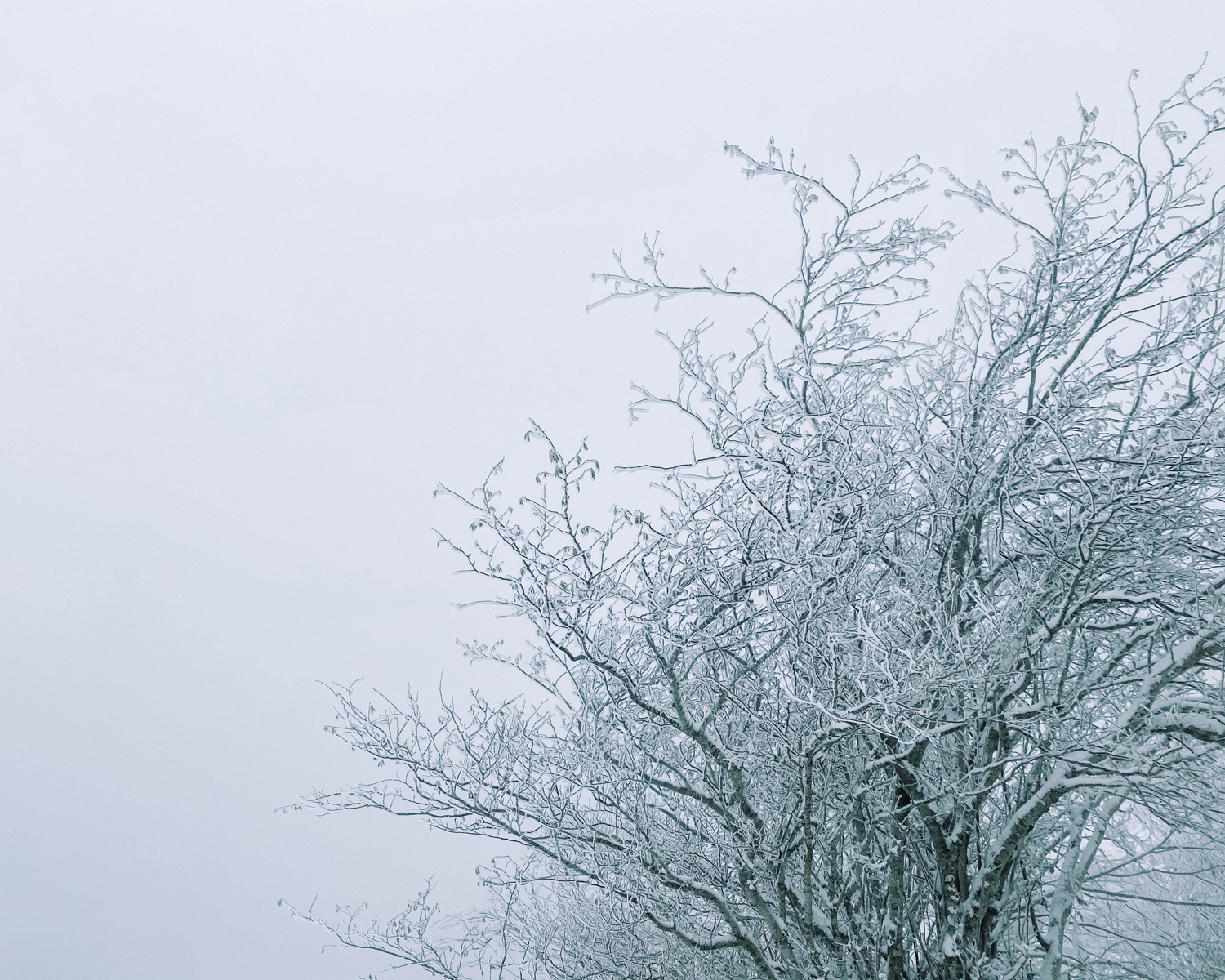 arbol del monte uzturre con nieve y tolosa al fondo